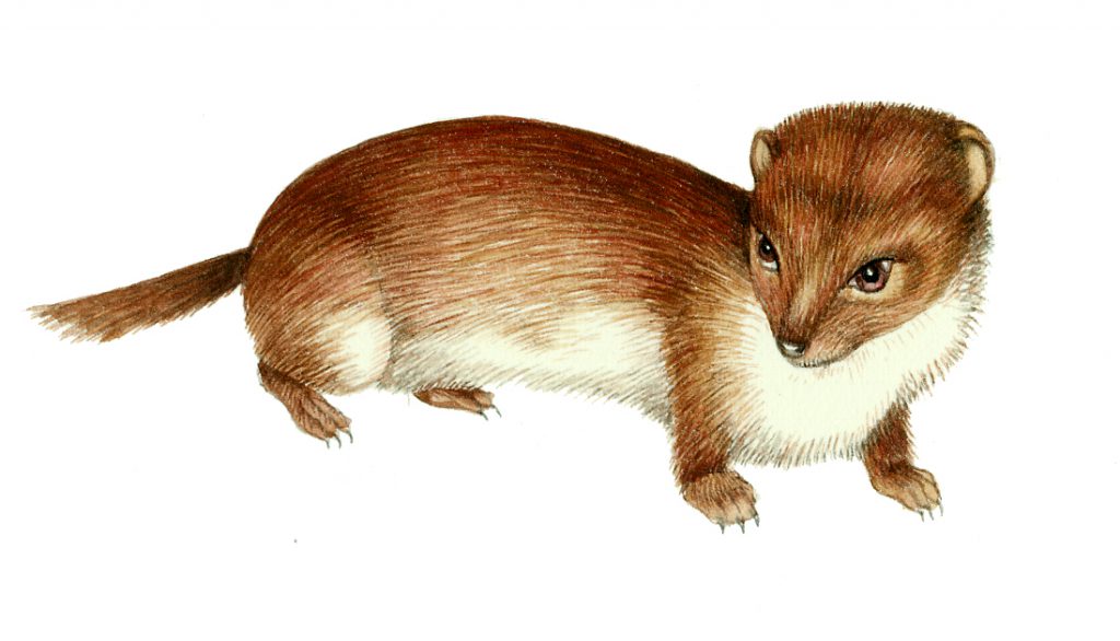 Weasel Mustela nivalis natural history illustration by Lizzie Harper