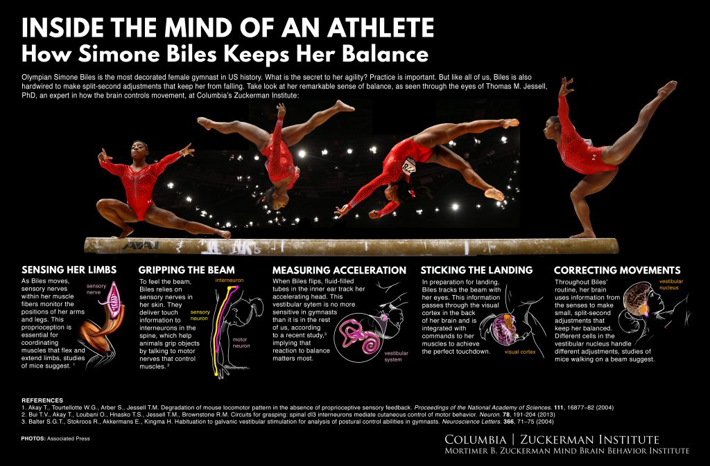 athlete gymnast neuroscience illutsration infographic