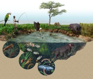 Science magazine illustrated figure showing hippo ecology in East Africa, from microbes, to humans. By SayoStudio