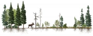 Moose ecological impacts on trees, shrubs, and root mass in an illustrated scientific figure, by SayoStudio
