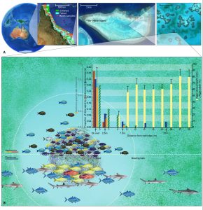 fish ecology and coral reef impact illustrated figure of fishing impacts in the Great Barrier Reef, by SayoStudio