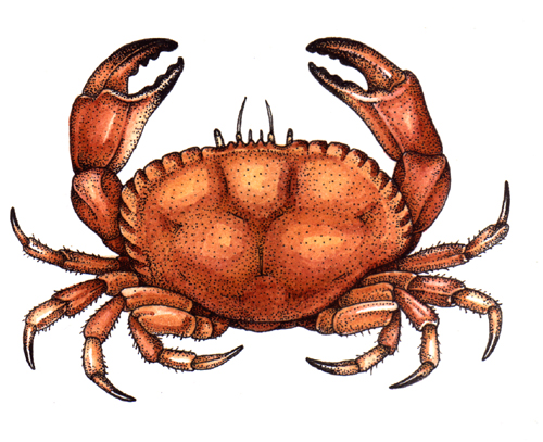 pen and ink techniques, crab, cancer,