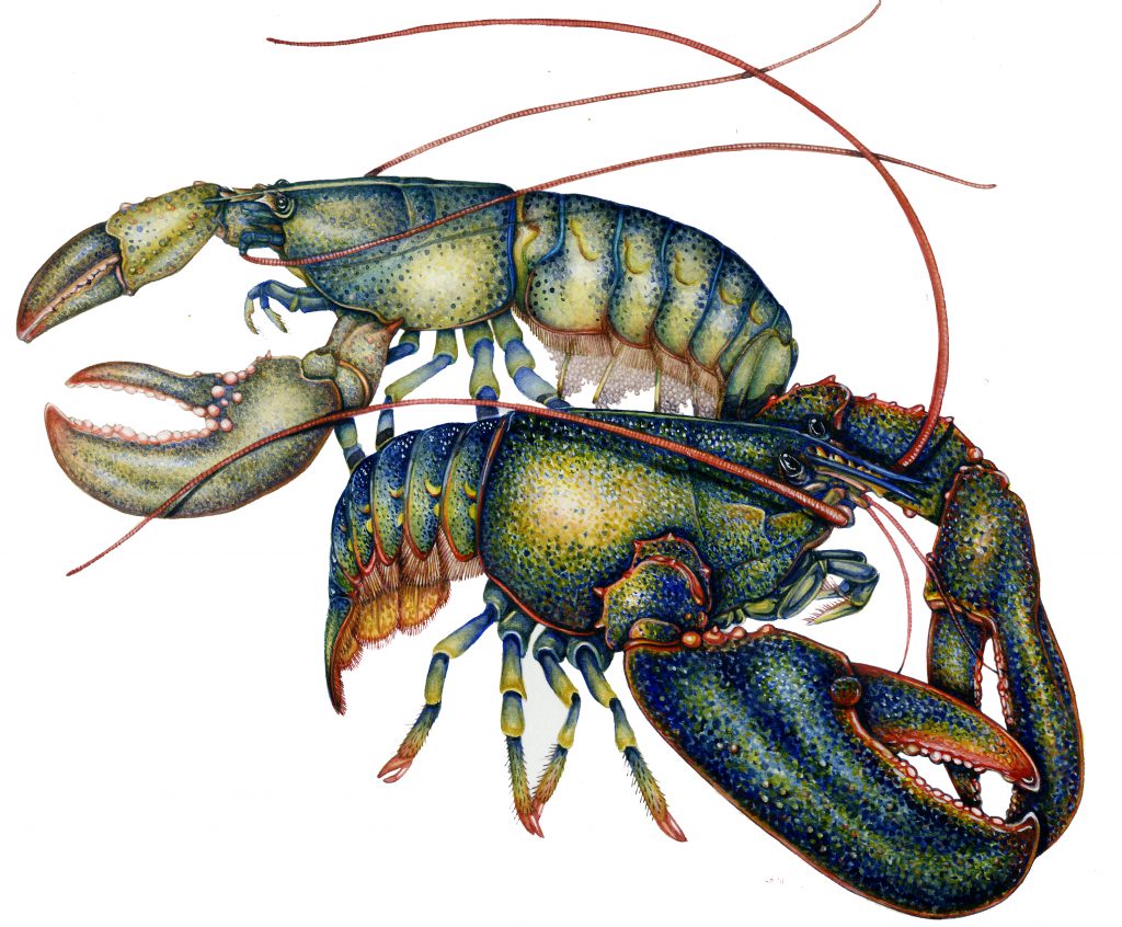 American lobster Homarus americanus natural history illustration by Lizzie Harper