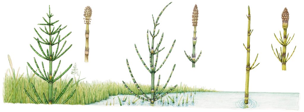 botamoca; illustration for the Brecknockshire Flora