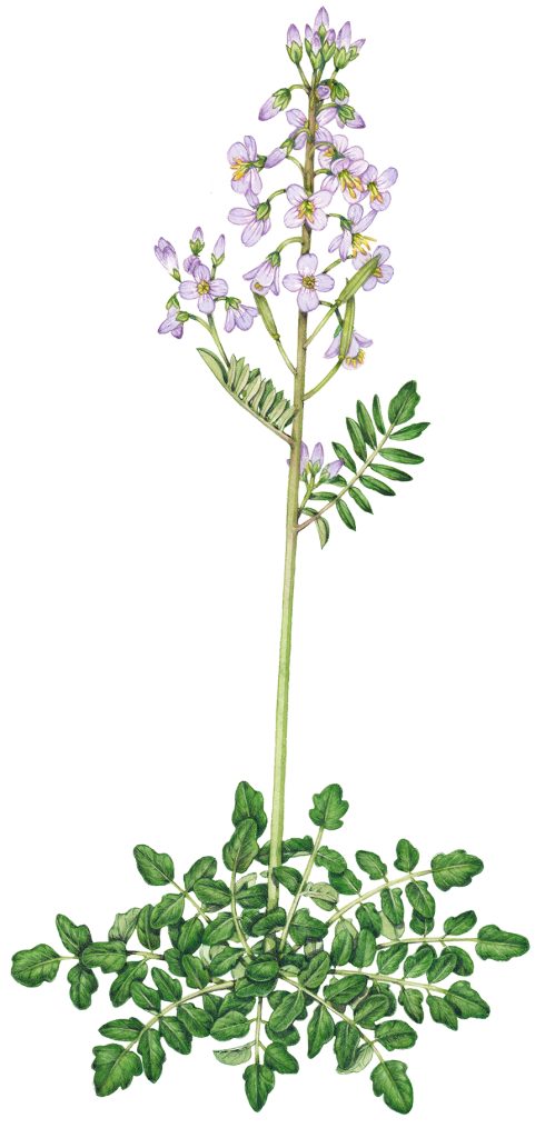 Botanical illustration from Brecknockshire flora