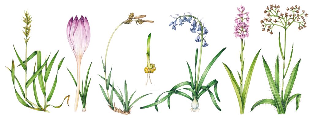 Botanical illustration from the Breckncockshire Flora