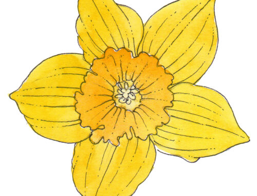 Illustrating Yellow flowers: Five approaches