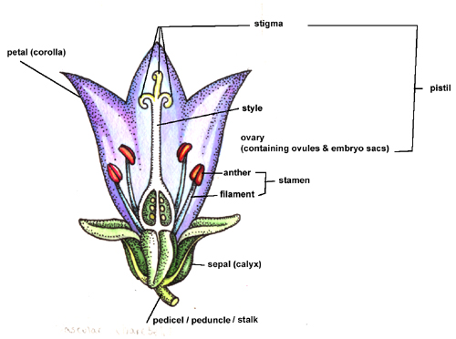 botanical terminology of capitulum