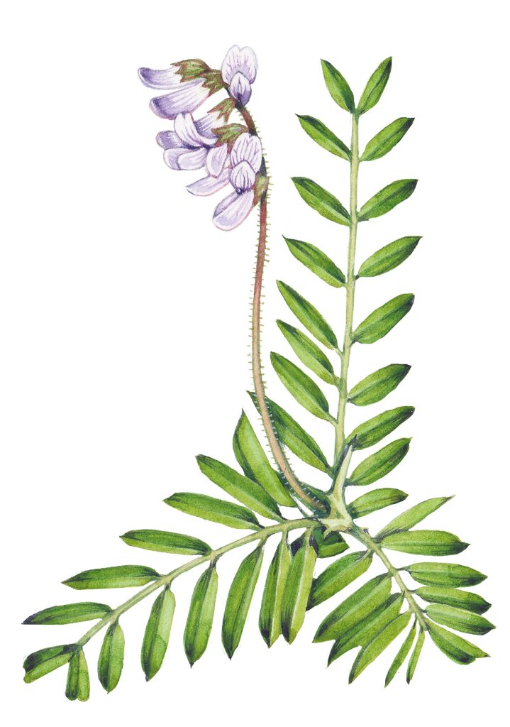 Botanical illustration from The Brecknockshire Flora