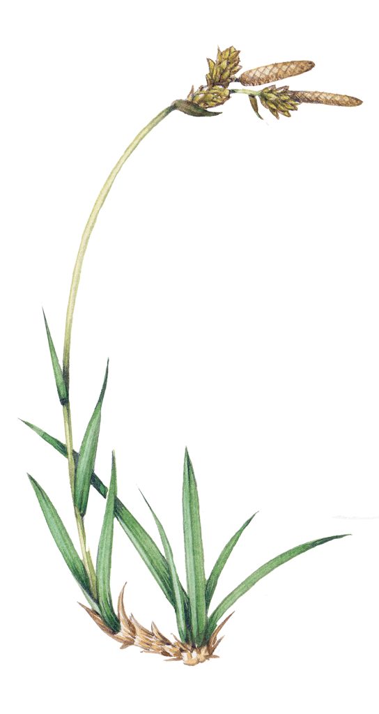 Botanical illustration for the Brecknockshire Flora