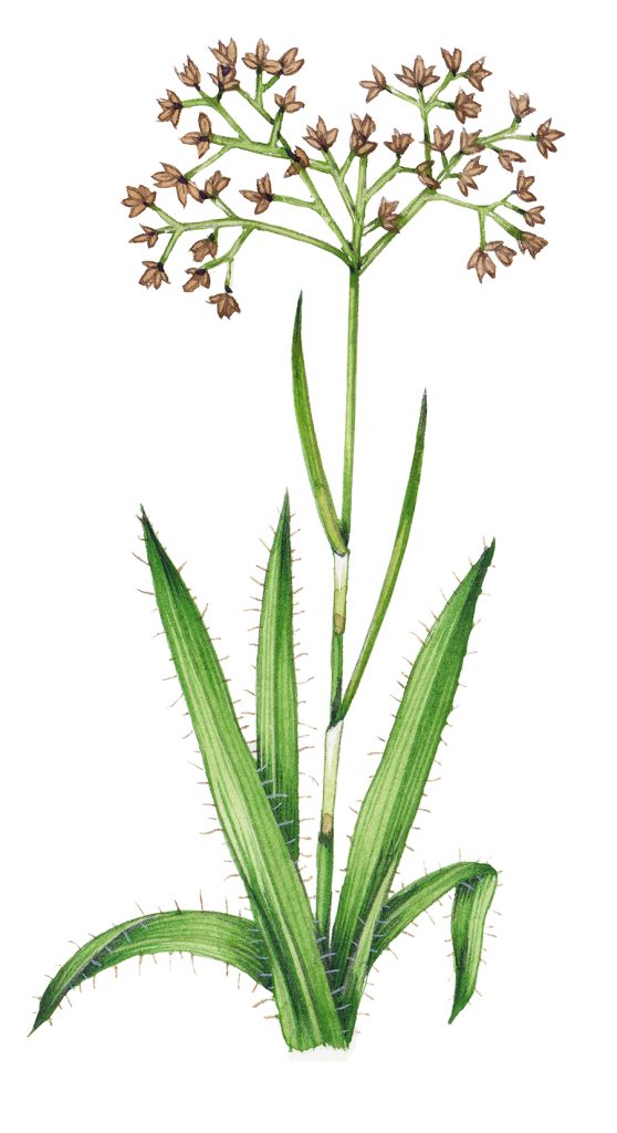 Botanical illustration for The Brecknockshire Flora