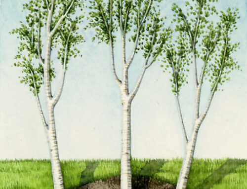 Trees: Birch