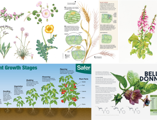 Specialty Feature: Botany