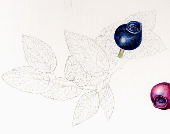 minutiae, bilberry,line drawing, leaf venation,