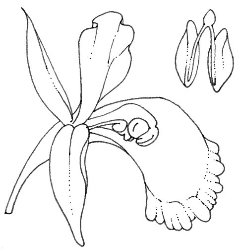 Diagram of a Pollinia natural history illustration by Lizzie Harper