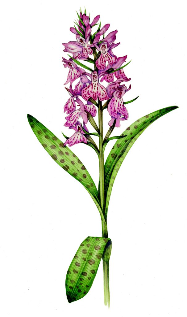 Common spotted orchid Dactylorhiza fuchsii natural history illustration by Lizzie Harper