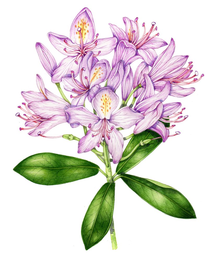 Rhododendron ponticum (Portrait)