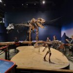 T Rex at Burpee Museum