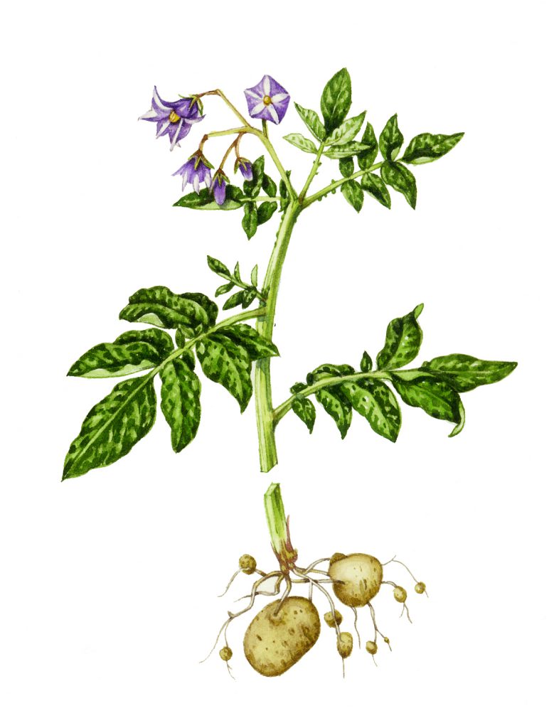 Potato Solanum tuberosum natural history illustration by Lizzie Harper