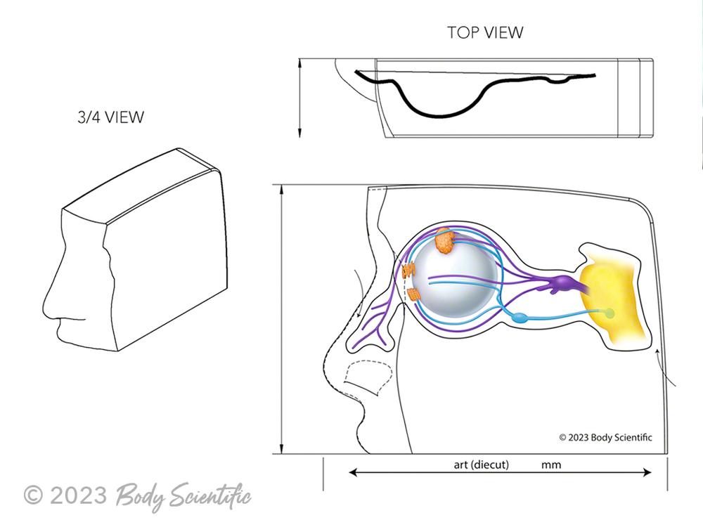 Blueprint of final facial slice of clear anatomy model
