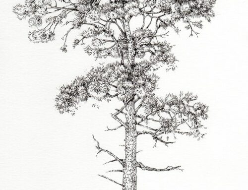 Trees: Scots pine Pinus sylvestris