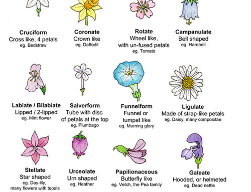 Flower shapes: Symbolism & Cultural significance