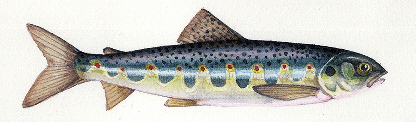 salmon parr