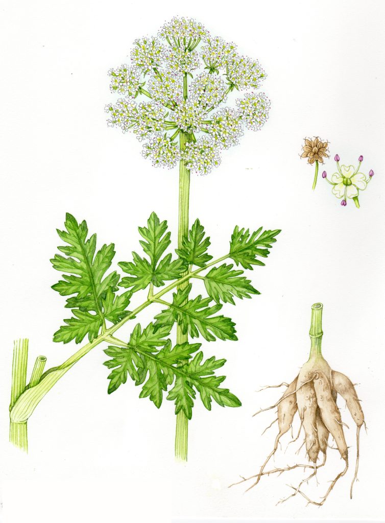 Hemlock Water dropwort Oenanthe crocata natural history illustration by Lizzie Harper