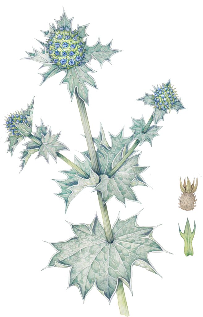 botanical illustration by Lizzie Harper