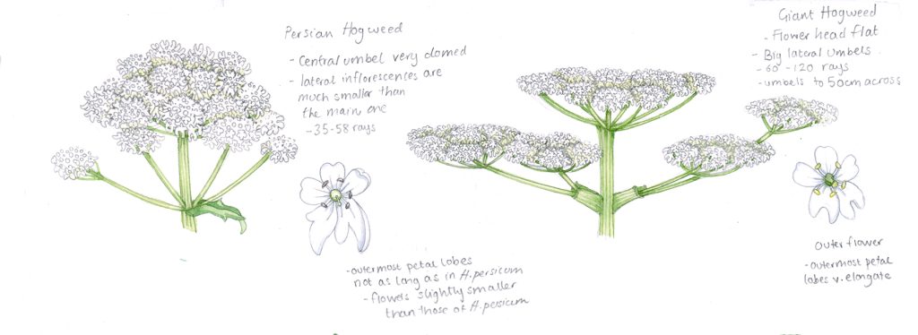 hogweed comparison