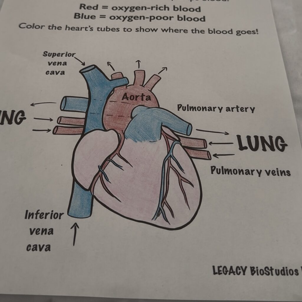 Coloring page of the heart