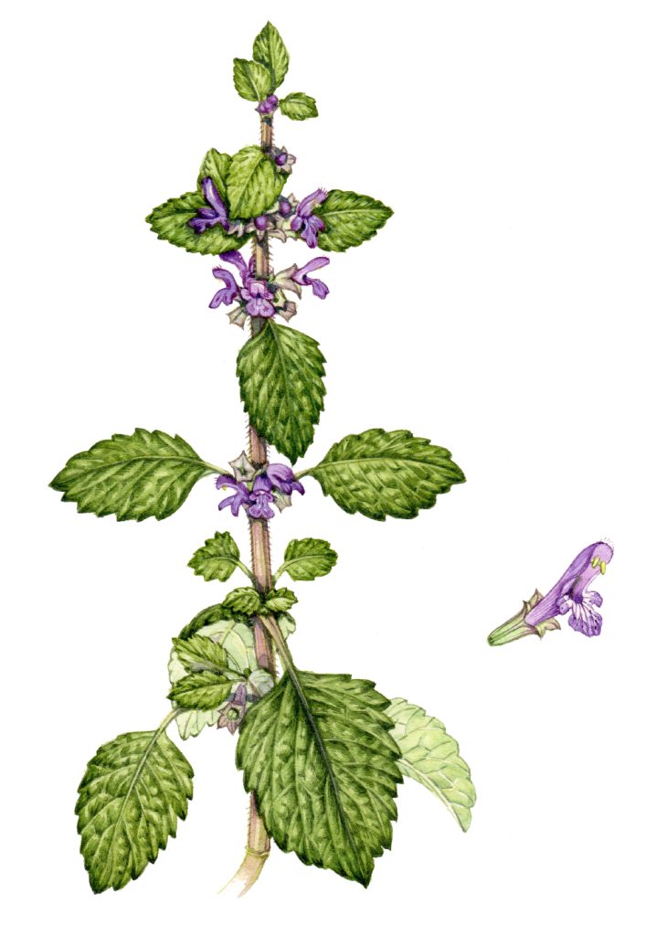 Black horehound Ballota nigra natural history illustration by Lizzie Harper