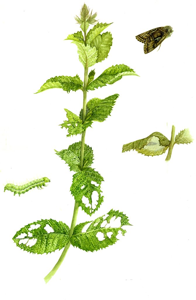 Silver Y Moth Autographa gamma life cycle natural history illustration by Lizzie Harper