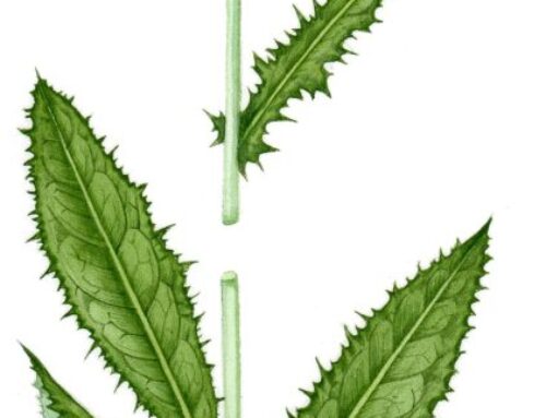 Wildflower families: Asteraceae