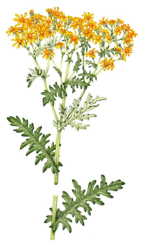 Ragwort original watercolour illustration for sale