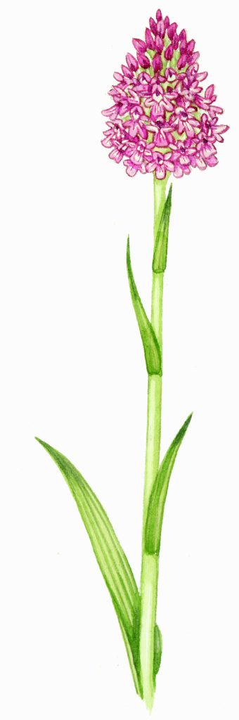 Pyramidal orchid Anacamptis pyramidalis natural history illustration by Lizzie Harper