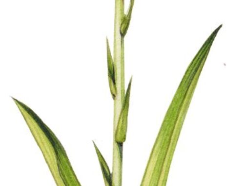 Wildflower families: Orchidaceae