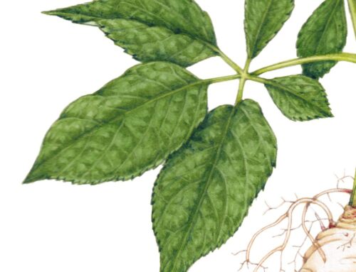 Crop Trust illustration: Ginseng