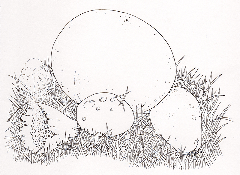 Big fungus puffball on grass