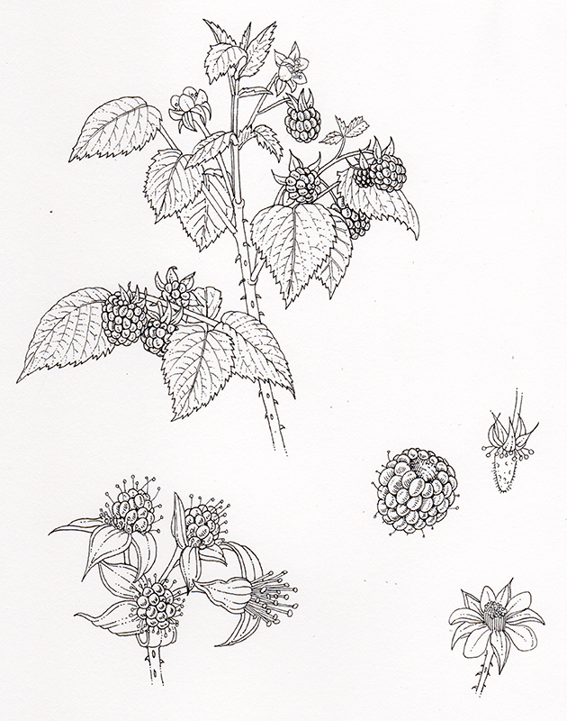 Raspberry botanical illustration