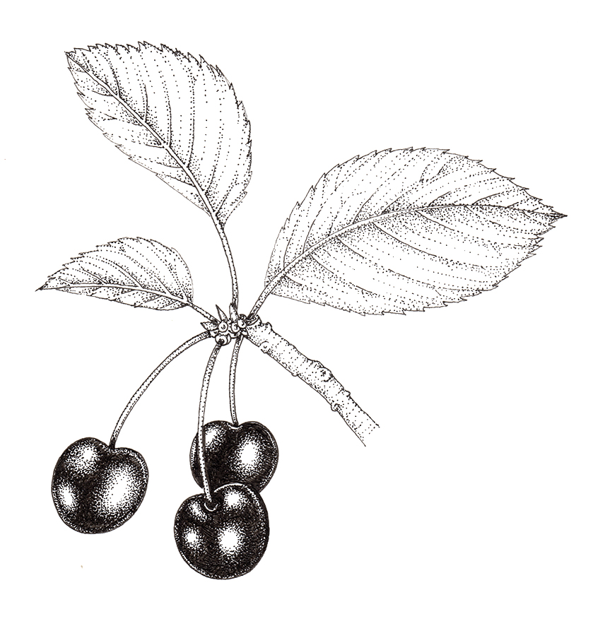 Pen and Ink Illustrations of Tree Details