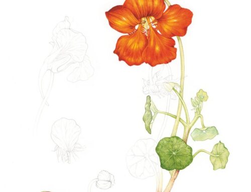 Nasturtium