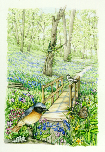 bluebell