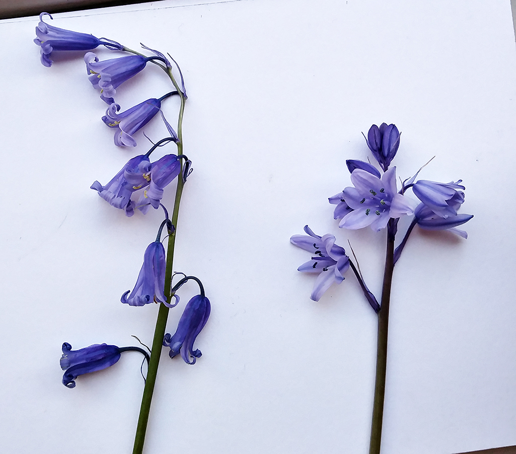 bluebell
