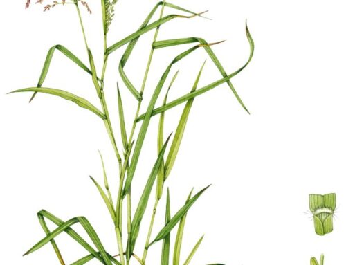 Grasses in Cambridge Collections: Combating grass blindness