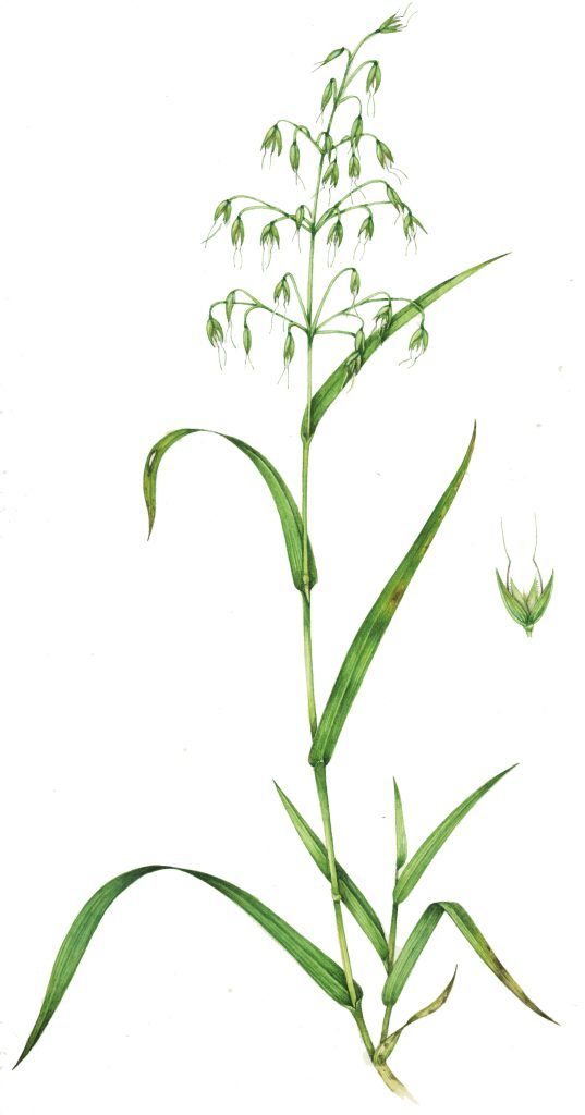Common oat grass Avena fatua natural history illustration by Lizzie Harper