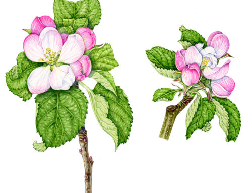 Illustrating apple blossom