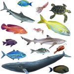 Marine Life drawn by Nicolle R. Fuller, SayoStudio