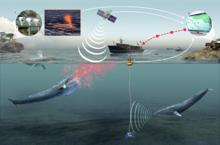 Infographic visually explaining the AI-powered Whale Safe system, showing how integrated components—acoustic sensors, habitat models, and ship tracking data—feed into a real-time decision support tool for mariners.