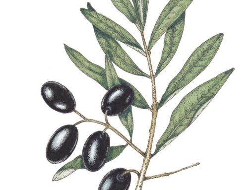 Olive Olea europea